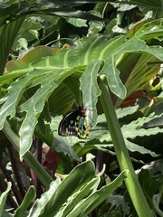 Ornithoptera