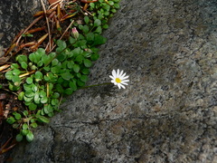 Bellium bellidioides