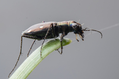 Cylindera paradoxa