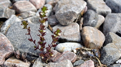 Euphrasia wettsteinii