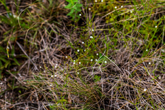 Oldenlandia rosulata