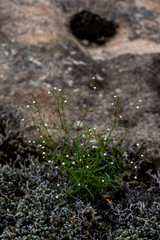 Oldenlandia rosulata
