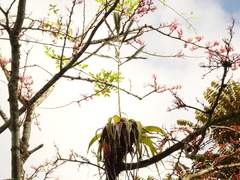 Tillandsia elongata image