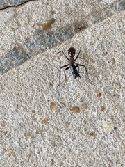 Camponotus mirabilis