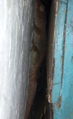 Gekko gecko
