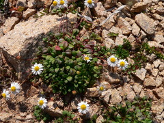 Bellium bellidioides