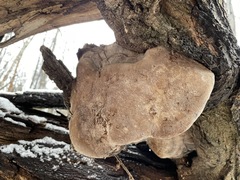 Fomes fomentarius