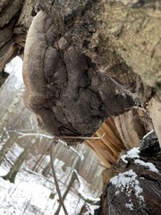 Fomes fomentarius