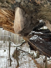 Fomes fomentarius
