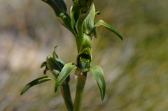 Chloraea viridiflora
