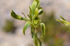 Chloraea viridiflora