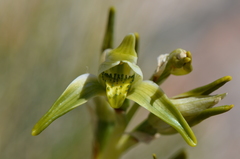 Chloraea viridiflora