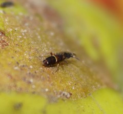 Orchesella cincta argyrotoxa
