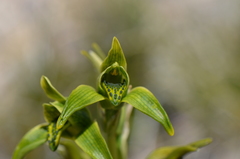 Chloraea viridiflora