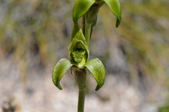 Chloraea viridiflora