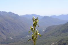 Chloraea viridiflora