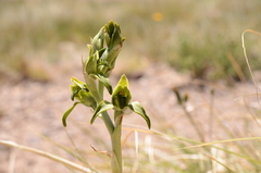 Chloraea viridiflora