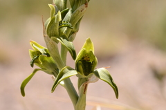 Chloraea viridiflora
