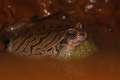 Physalaemus nattereri