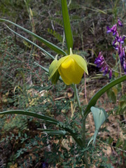 Calochortus pulchellus
