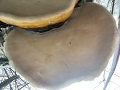 Fomes fomentarius