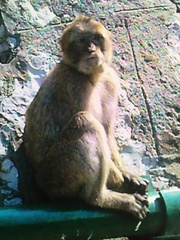 Macaca sylvanus