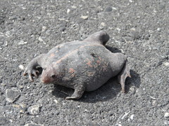 Rhinophrynus dorsalis