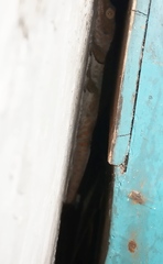 Gekko gecko