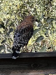 Buteo lineatus