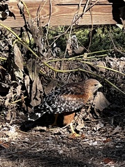 Buteo lineatus