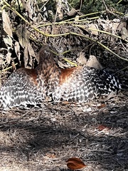 Buteo lineatus