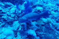 Plectropomus pessuliferus