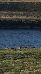 Branta canadensis