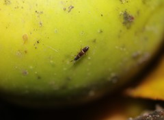 Orchesella cincta argyrotoxa