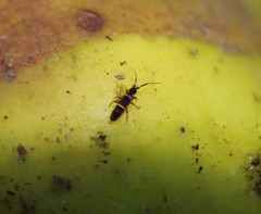 Orchesella cincta argyrotoxa