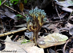 Phaeoclavulina cyanocephala