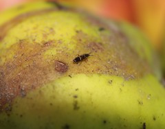 Orchesella cincta argyrotoxa