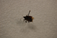 Halyomorpha halys