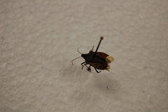 Halyomorpha halys
