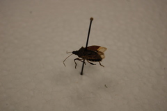Halyomorpha halys
