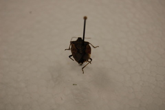 Halyomorpha halys