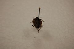 Halyomorpha halys