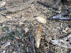 Battarreoides diguetii