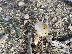 Battarreoides diguetii