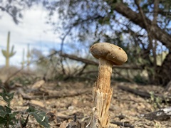 Battarreoides diguetii