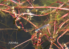 Cyanallagma bonariense
