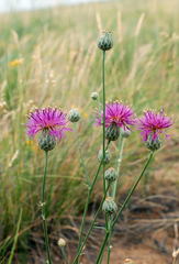 Centaurea scabiosa adpressa