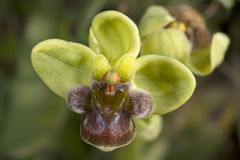 Ophrys bombyliflora