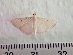 Blepharomastix achroalis