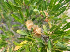Dodonaea viscosa angustifolia